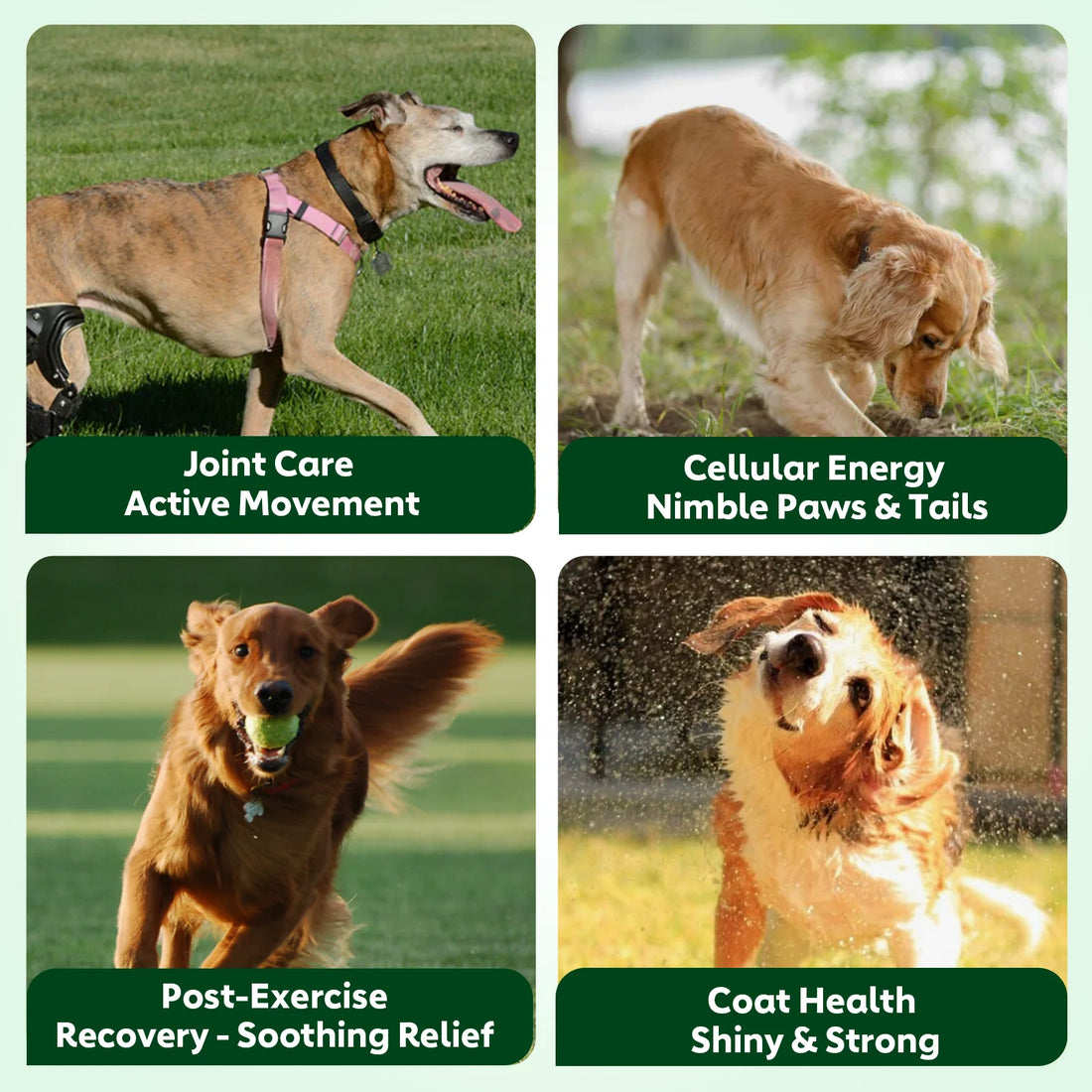 Nutridog Senior Dog Vitamins Chews